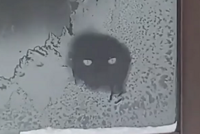 Кот лижет замёрзшее стекло