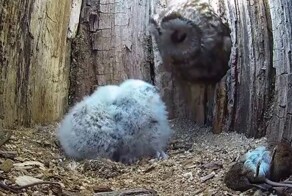 Чужих детей не бывает