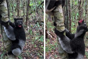 Самые большие лемуры на планете: как выглядят и звучат индри