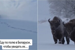 Встреча с зубрами среди полей Беларуси