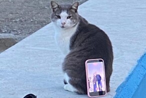 Лучший живой штатив для смартфона