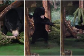 Малайские медведи радуются еловым веткам