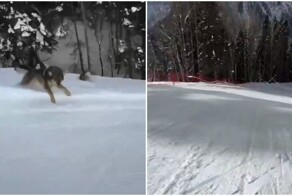 Преследовавшую сноубордиста собаку приняли за волка