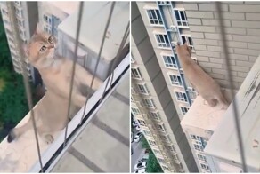 Опасная прогулка кошки