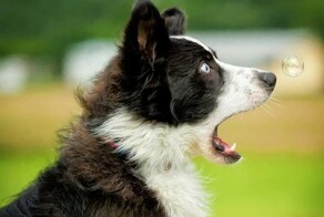 На общую тему&nbsp;