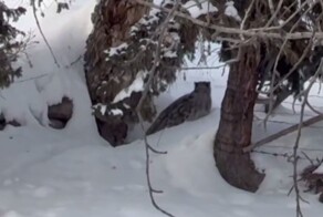 Снежный барс атаковал туристку в Китае