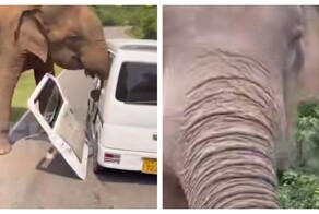 Слон напал на автомобиль с российскими туристами