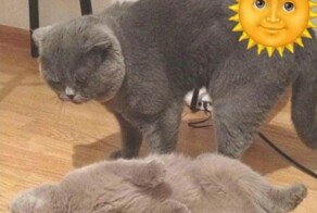 Тарелка улыбатора