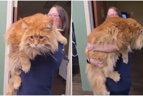 Добродушный гигант