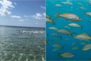 На Мальдивах российскую туристку атаковал косяк рыб