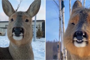 Сибирская косуля резко меняет внешний вид в зависимости от сезона