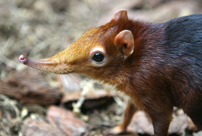 Хоботковая собачка: как гены слона изменили жизнь крошечного зверька?