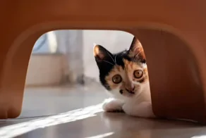 Мужчина не мог найти кошку в доме и обнаружил её в неожиданном месте