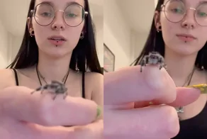 Паук‑скакун поднимает лапку при приветствии