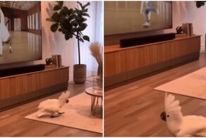 Попугай учится брейк-дансу