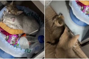 Котята спят на ведре с мусором