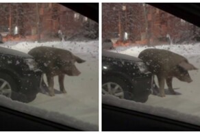 Свинья использовала автомобиль в качестве чесалки
