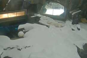 Белый медведь хорошо проводит время в вольере