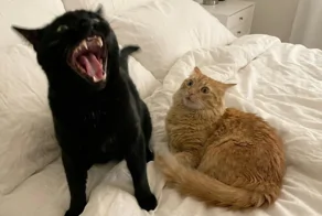 20 примеров занятий котиков, считающих, что их никто не видит