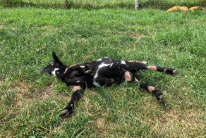 Обморочные козы: они вырубаются от любого чиха