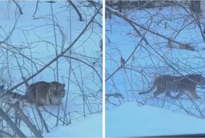 Тигр в Приморье: редкая встреча на дороге