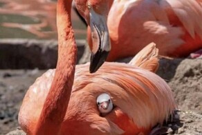 На общую тему&nbsp;