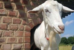 Тайная башня козьей радости в Иллинойсе