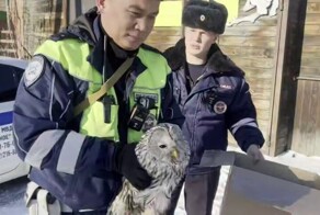 Полицейские спасли раненую сову