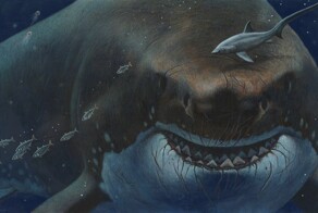 Мегалодон: история открытия морского монстра