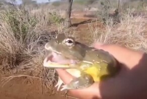 Разнообразие звуков, издаваемых жабами и лягушками