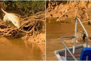 Ягуар атакует аллигатора: туристы стали свидетелями редкой сцены