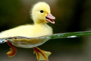 На общую тему&nbsp;