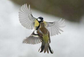 Намешалось