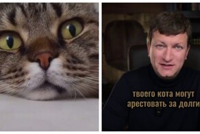 Кота могут арестовать за долги хозяина