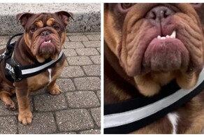 Пёс с голливудской улыбкой