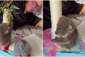 Коала осваивает лазание по деревьям