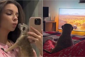 Домашний сурикат увидел по телевизору Африку, и его реакция тронула пользователей