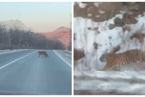 Тигры "окружили" автомобиль в Приморье