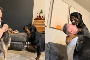 Ревнивый ротвейлер мешает хозяину играть с другой собакой
