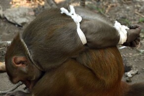 Украл, укусил - под арест: как устроена обезьянья тюрьма