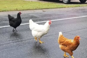 На общую тему&nbsp;