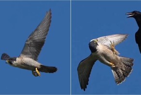 Сапсан: мастер аэродинамики в мире пернатых хищников