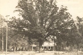 Сам себе хозяин: уникальная история старого дуба, получившего законные права на землю, где он растёт