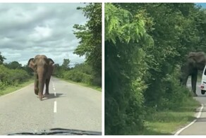 Новый случай нападения слона на автомобиль с туристами на Шри-Ланке