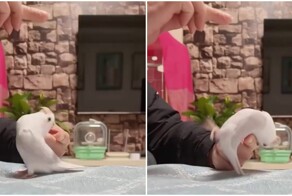 Парень научил своего попугая делать заднее сальто