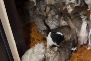 Квартирантка превратила съемное жилье в Москве в тайный кошачий концлагерь