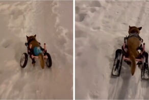 Москвичка улучшила инвалидную коляску своей собаки для прогулок по сугробам