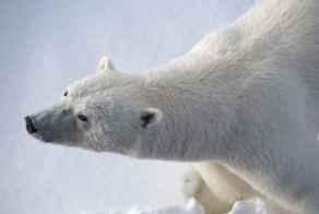 «Бросил тюленей и начал бегать по утрам»: белые медведи внезапно стали размера XXL