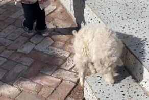 Оскар этому парню: в Китае ягненок придумал верную стратегию, чтобы его не купили