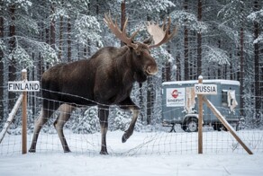 Финские строители «стены от русских» самоликвидировались, не выдержав тяжести собственного пафоса